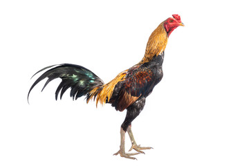 Fighting cock native in Thailand isolated on white background. Male chicken rooster.