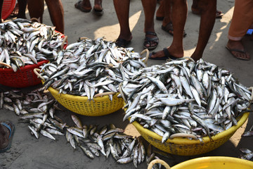 Paniers débordant de poissons au marché à Cochin, Inde du Sud