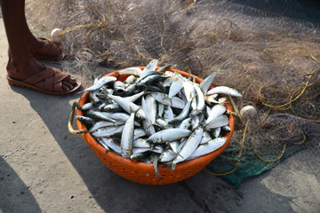 Obraz premium Poissons et filet en Inde du Sud