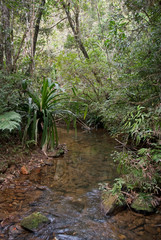 bois de chandelle, dracaena reflexa, riviere, forêt primaire tropicale, Parc National Andasibé...