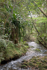 bois de chandelle, dracaena reflexa, riviere, forêt primaire tropicale, Parc National Andasibé Mantadia, Madagascar
