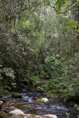 Fototapeta na wymiar riviére, forêt primaire tropicale, Parc National Andasibé Mantadia, Madagascar