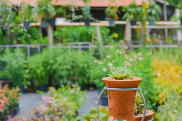 small succulent in clay pot in blurry green garden background with copy space for your text. Small plant for decorate home.