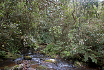 fougére arborerescente, Cyathea cooperi, riviere, forêt primaire tropicale, Parc National Andasibé Mantadia, Madagascar