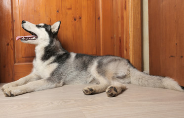 husky dog