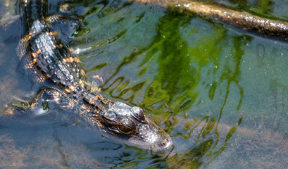 Baby Alligator in the Water 