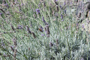 Vespa di tre quarti sulla lavanda