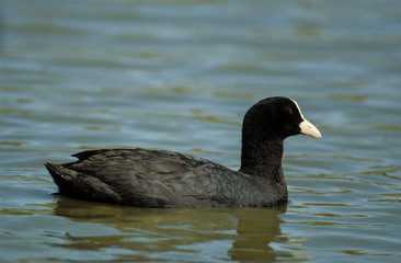 Foulque macroule, .Fulica atra, Eurasian Coot