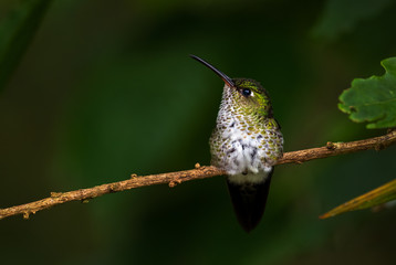 Many-spotted Hummingbird - Leucippus hypostictus, green spotted hummingbird from Andean slopes of South America, Wild Sumaco, Ecuador.