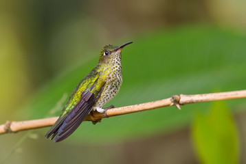 Many-spotted Hummingbird - Leucippus hypostictus, green spotted hummingbird from Andean slopes of South America, Wild Sumaco, Ecuador.