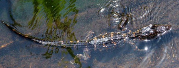 Baby Alligator