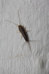 Papierfischen