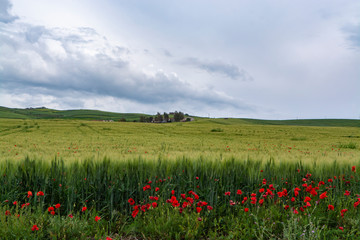 Landscape with red poppies flowers and green wheat fields, Sicily, agriculture in Italy