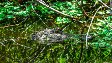 Alligator in the Water of Florida