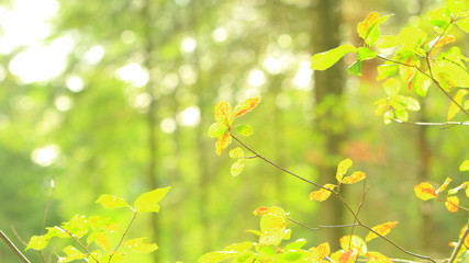 Bright autumn leaves on tree