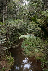 riviere, forêt primaire tropicale, Parc National Andasibé Mantadia, Madagascar