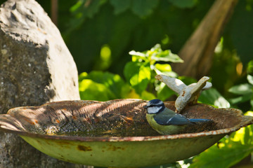Eine Blaumeise beim Baden im Wasser im Garten in einer Wasserschale Cyanistes caeruleus