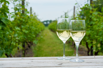 Tasting of white wine on Dutch vineyard in North Brabant