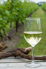 Tasting of white wine on Dutch vineyard in North Brabant