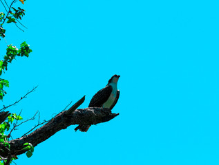 Osprey