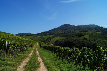 Fototapeta na wymiar Wege durch Weinberge mit Weinstöcken, Weinreben und Bergen in Hintergrund