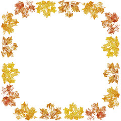 aquarelle painted mapple autumn leaves frame isolated on white