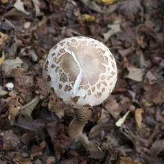 Picture of mushroom taken in Valtellina