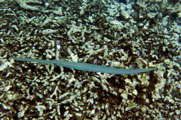 A pipefish close up picture