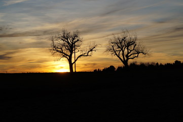 Fototapeta na wymiar Sonnenuntergang mit buntem Himmel und zwei Baumen