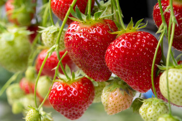 Fresh tasty ripe  red and unripe green strawberries growing on strawberry farm