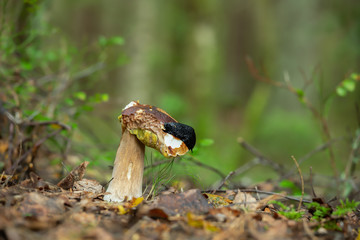 European black slug, Arion ater feeding on bolete mushroom, forest in the background