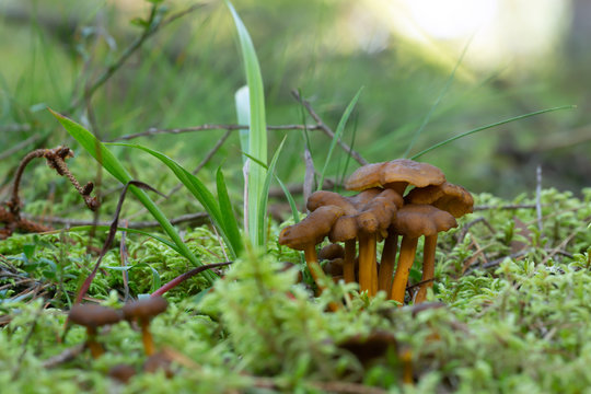 Group of funnel chantrelle, Craterellus tubaeformis growing among moss