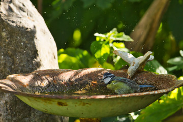 Eine Blaumeise beim Baden im Wasser im Garten in einer Wasserschale Cyanistes caeruleus