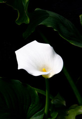 Fototapeta na wymiar White calla flowers on black background
