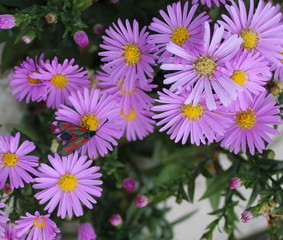 Fototapeta premium Бабочка пестрянка.