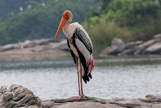 Painted Stork in Ranganathittu Bird Park,Mysore,Karnataka,India