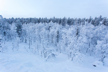 The lapland frozen landscape during winter
