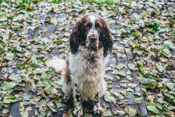 Dog bread English springer spaniel sits in autumn forest.