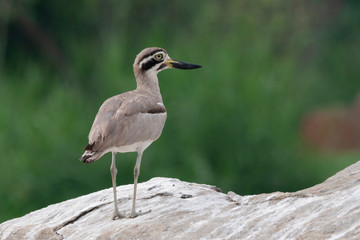 Eurasian Thick Knee in Ranganathittu Bird Park,Mysore,Karnataka,India