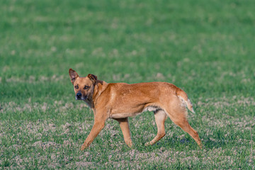 a stray dog in the field