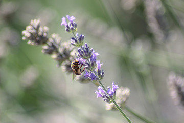 Vespa col muso nel fiore