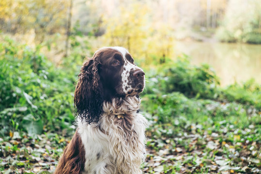 Working type english springer spaniel gundog sits in autumn forest.