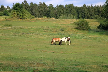 two brown horses in a meadow