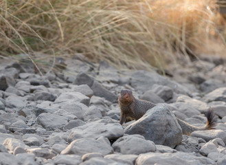 Mangoose at Ranthambhore National Park,Rajasthan,India,Asia