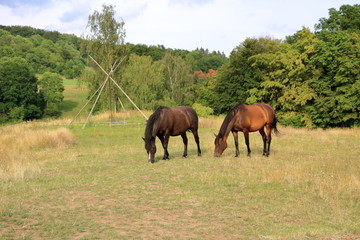 two brown horses in a meadow