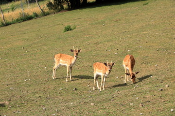 Naklejka na ściany i meble Roe deers standing on a meadow