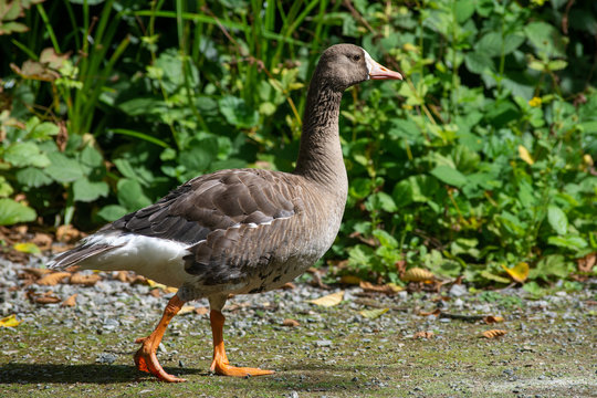 The greylag goose (Anser anser) is a species of large goose in the waterfowl family Anatidae walking along the shorline in Canada.
