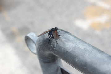 Grande mosca nera