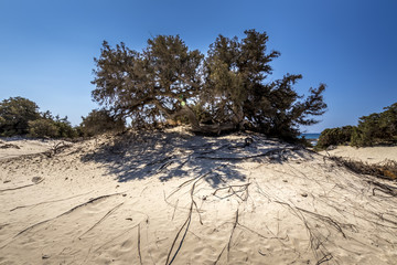Chrissy island scenery on a sunny summer day with dry trees, white sand and blue clear sky. © Eugene_Photo