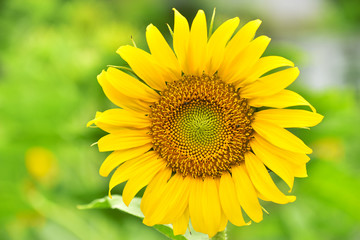 The Sunflower Bloom in the morning, in the fresh air, feel the freshness    